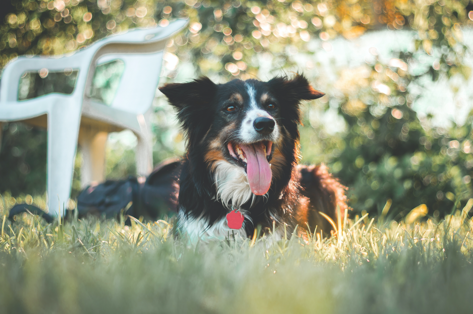 Tips for Dog Owners: How to Feed a Picky Eater