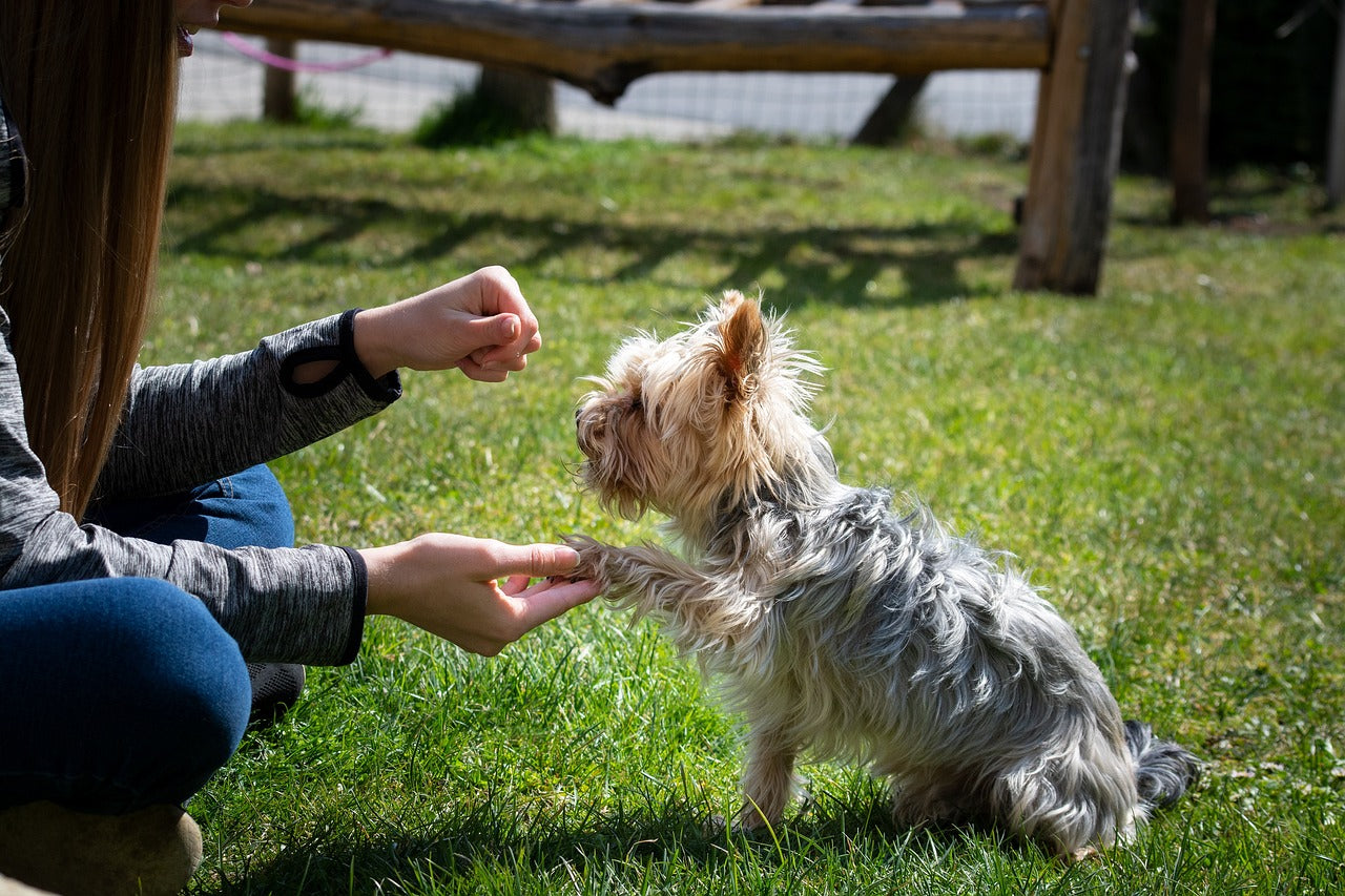 8 Training Tips and How-To’s For Your Dog