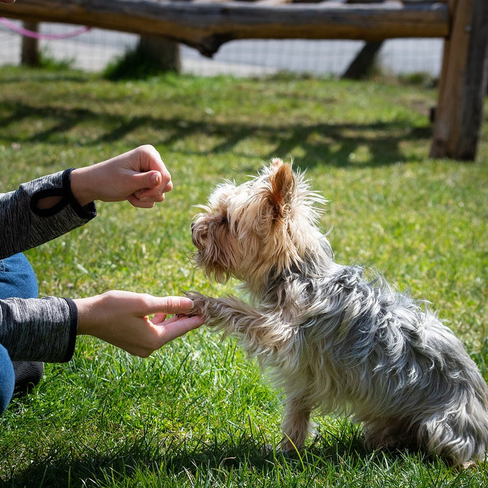 8 Training Tips and How-To’s For Your Dog