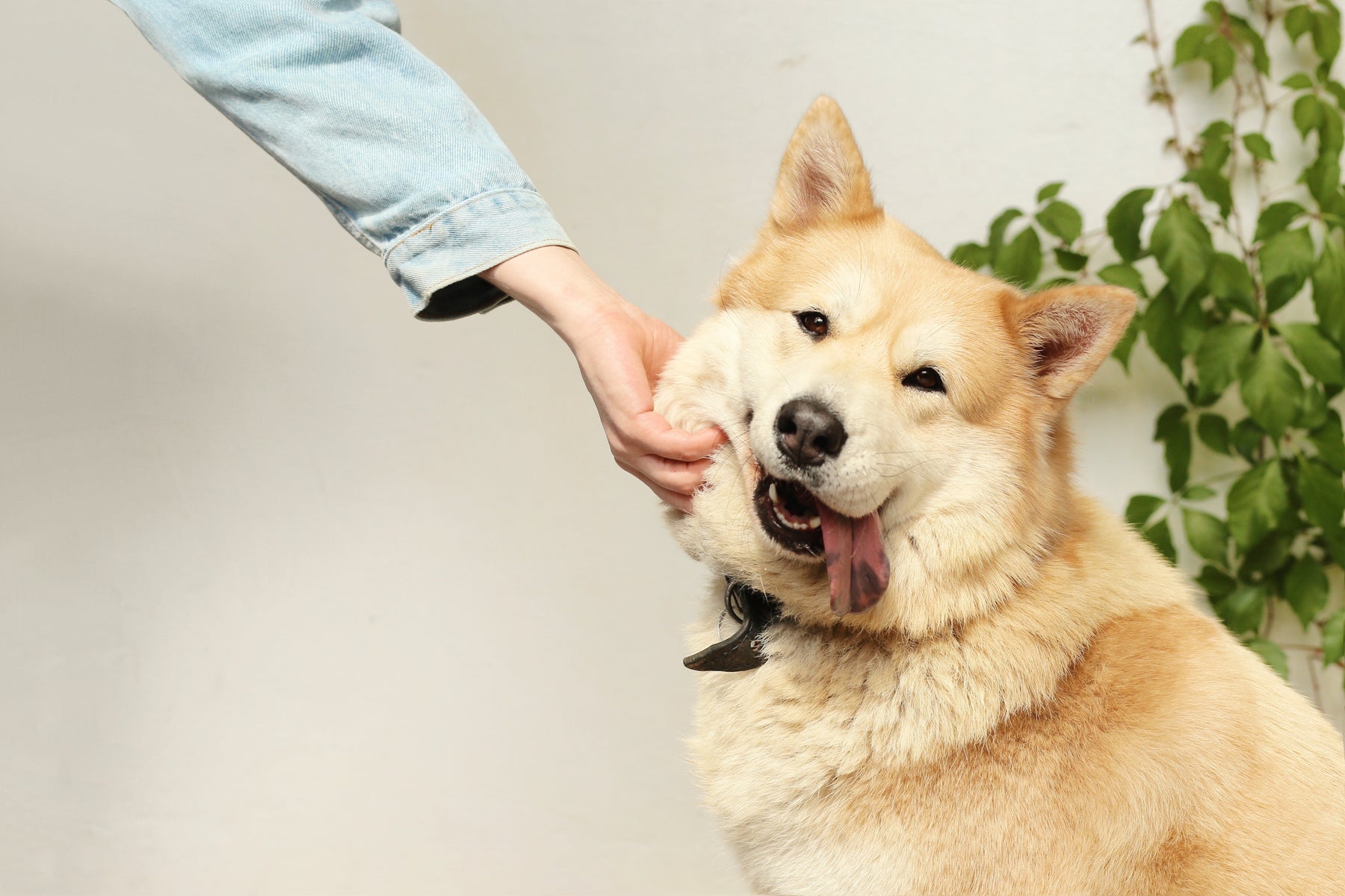 The Do's and Don'ts of Dog Training: The Role of Healthy and Natural Dog Treats