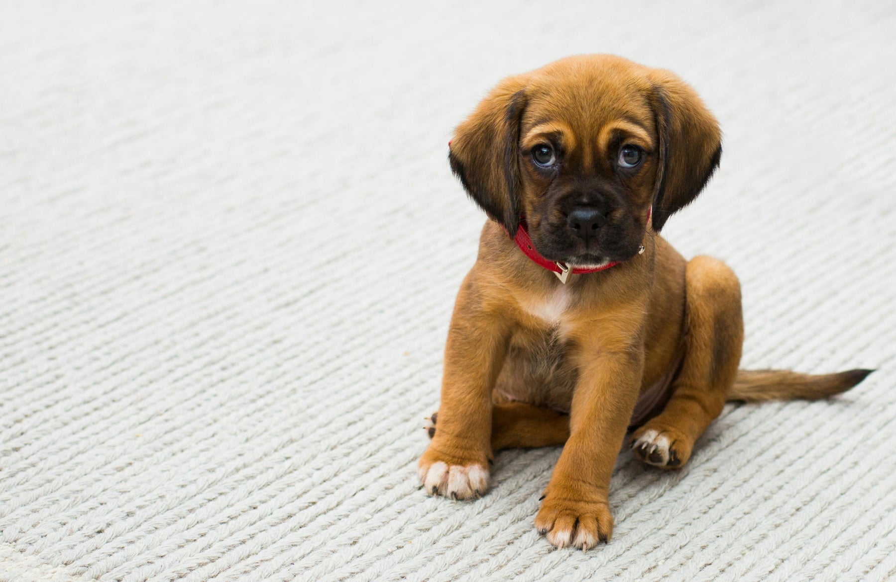 How To Manage an Energetic Puppy at Home