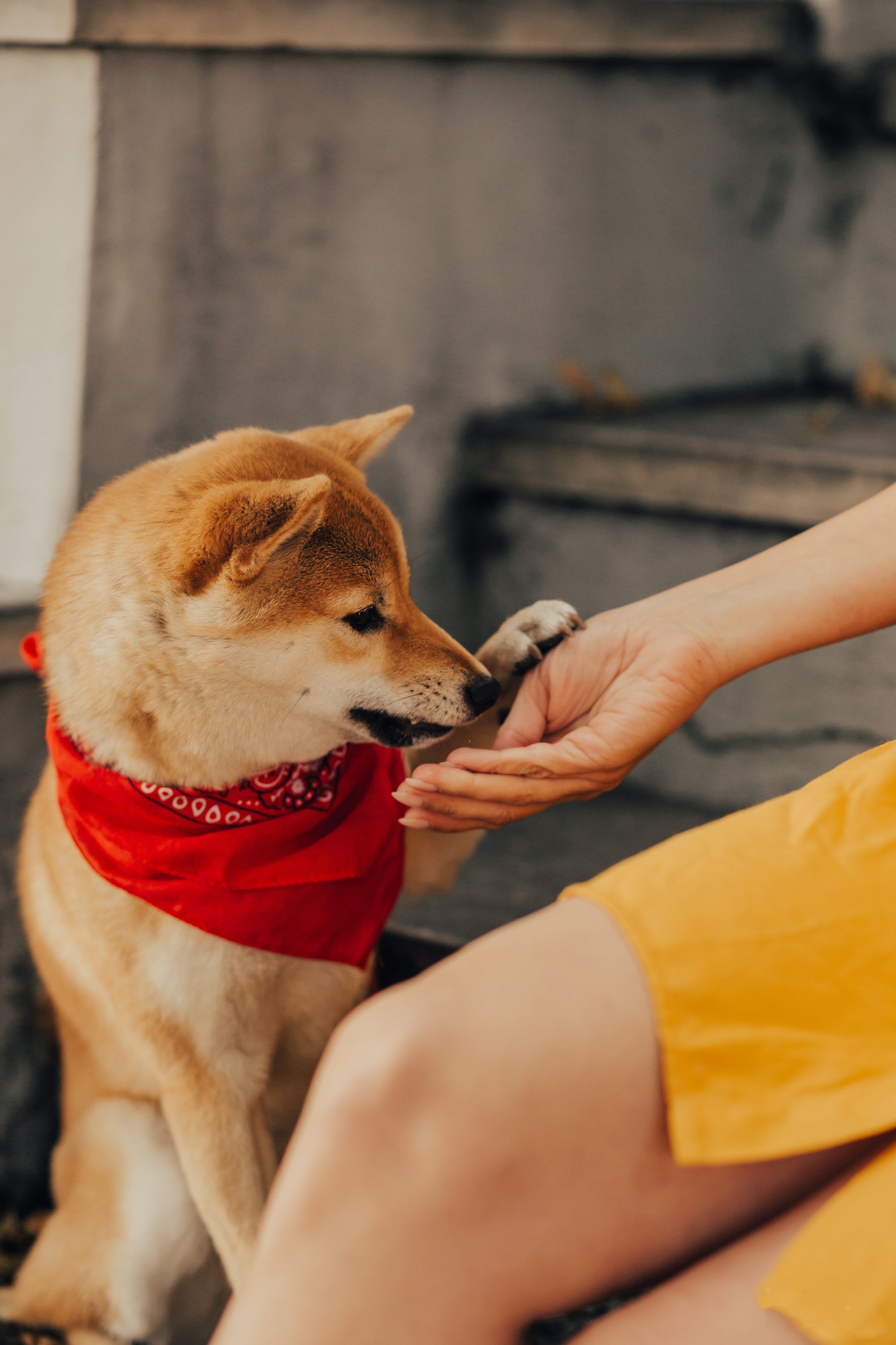 Crafting Tail-Waggingly Good Treats for Specific Dog Breeds!